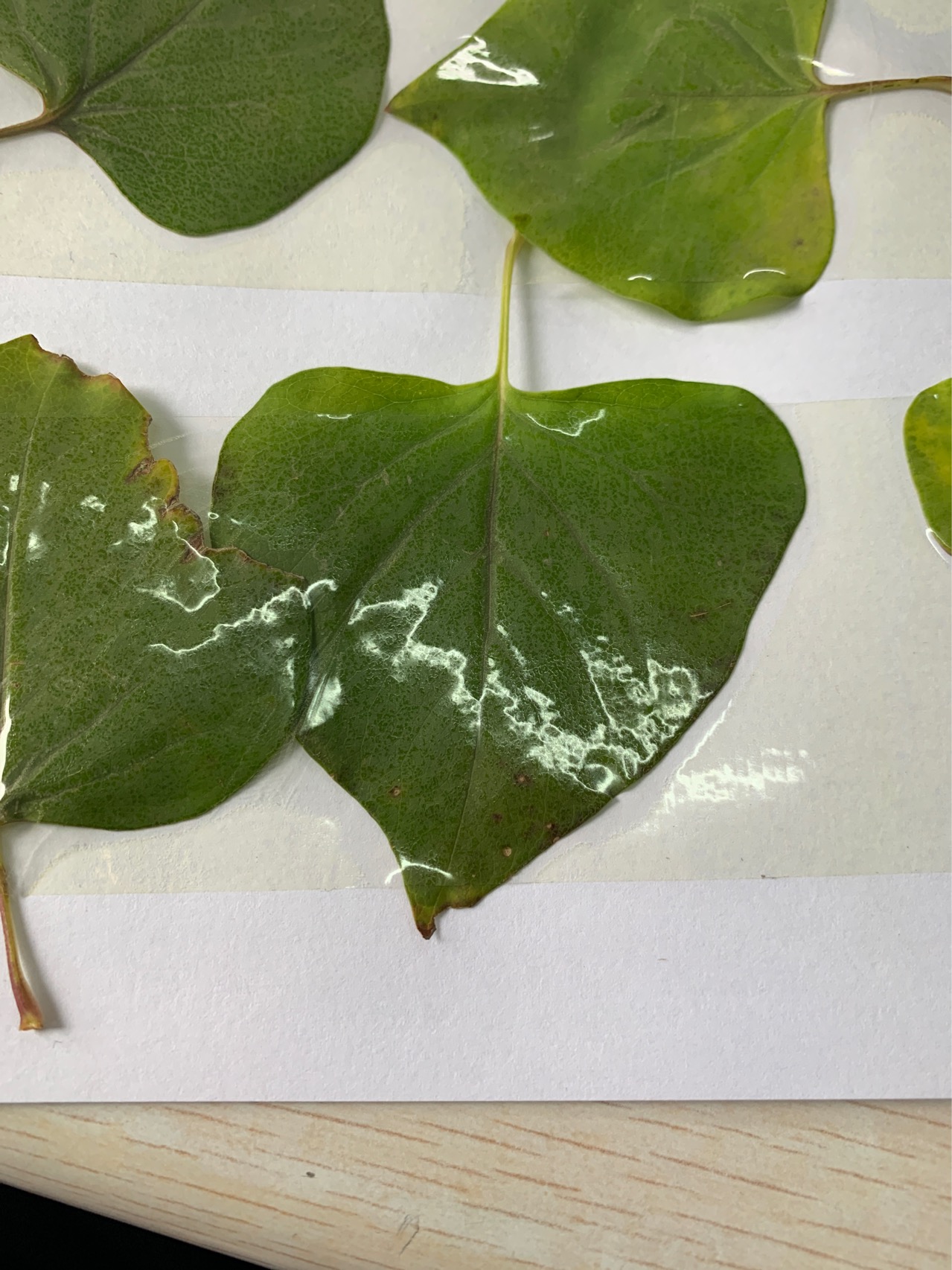 丁香属(学名：Syringa Linn.)：又称紫丁香属，该属植物是落叶灌木,小乔木；大部供观赏用，有些种类的花可提制芳香油，亦为蜜源植物，木材供建筑和家具用。共35种，不包括自然杂交种，主要分布于欧洲东南部、日本、阿富汗、喜马拉雅地区、朝鲜和中国。该属中有不少种类的花是提取香精，配制高级香料的原料；又枝叶繁茂、花色淡雅而清香，故庭园广为栽培供观赏，为庭园中之珍品。欧美对该属进行杂交育种已有近百年的历史，先后曾选育出数百个栽培品种。中国北京植物园也开展了此项研究，已培育成紫云 Syringe oblate cv