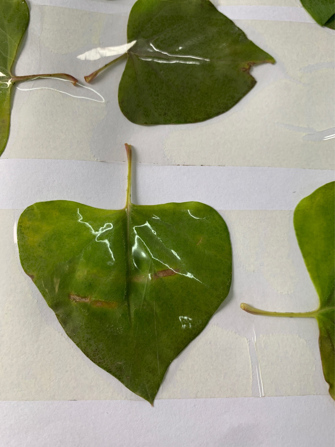 何首乌为多年生植物。块根肥厚，长椭圆形，黑褐色。茎缠绕，长2-4米，多分枝，具纵棱，无毛，微粗糙，下部木质化。
叶：卵形或长卵形，长3-7厘米，宽2-5厘米，顶端渐尖，基部心形或近心形，两面粗糙，边缘全缘；叶柄长1.5-3厘米；托叶鞘膜质，偏斜，无毛，长3-5毫米。
花：花序圆锥状，顶生或腋生，长10-20厘米，分枝开展，具细纵棱，沿棱密被小突起；苞片三角状卵形，具小突起，顶端尖，每苞内具2-4花；花梗细弱，长2-3毫米，下部具关节，果时延长；花被5，深裂，白色或淡绿色，花被片椭圆形，大小不相等，外面3片较大背部具翅，果时增大，花被果时外形近圆形，直径6-7毫米；雄蕊8，花丝下部较宽；花柱3，极短，柱头头状。
果：瘦果卵形，具3棱，长2.5-3毫米，黑褐色，有光泽，包于宿存花被内。花期8-9月，果期9-10月。
