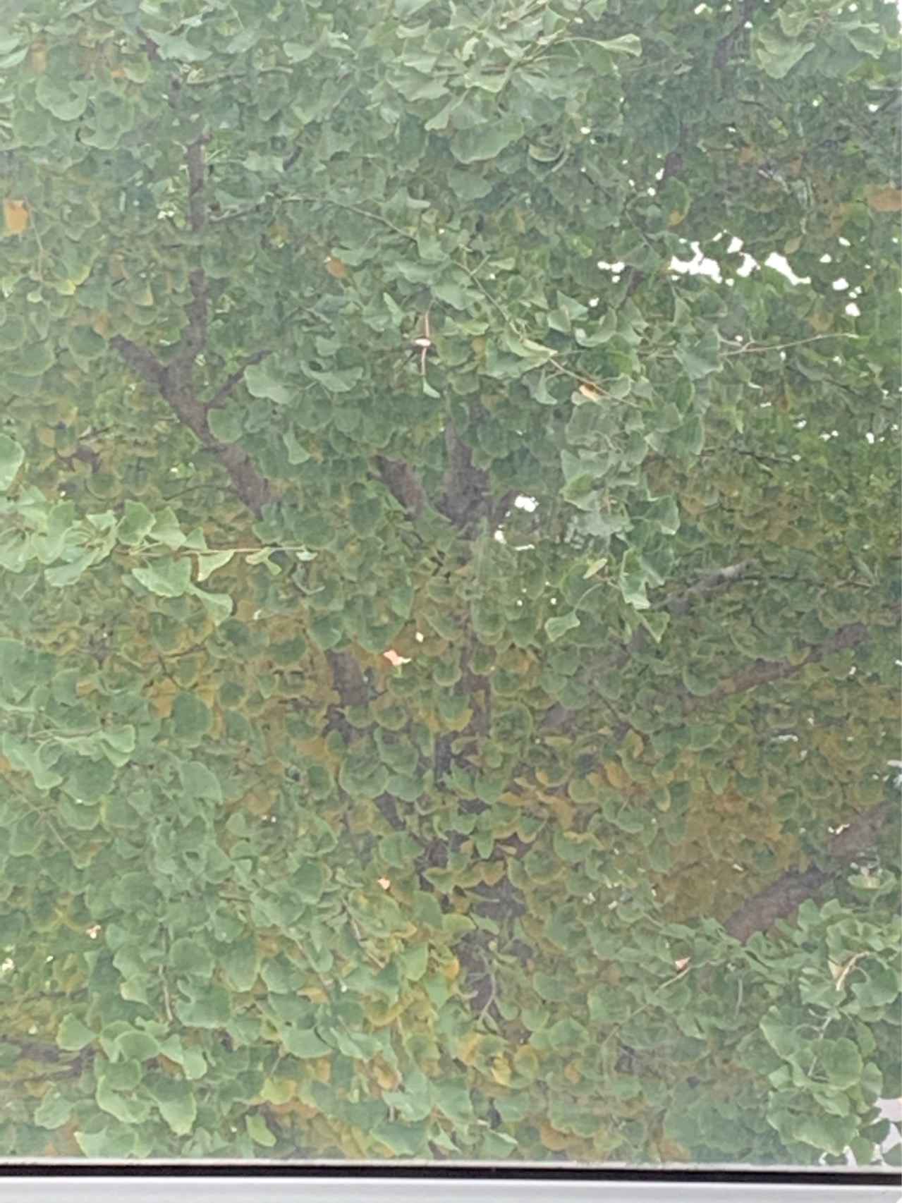 银杏(学名：Ginkgo biloba L.)是银杏科、银杏属植物。乔木，高达40米，胸径可达4米；幼树树皮浅纵裂，大树之皮呈灰褐色，深纵裂，粗糙；幼年及壮年树冠圆锥形，老则广卵形。叶扇形，有长柄，淡绿色，无毛，有多数叉状并列细脉，顶端宽5-8厘米，在短枝上常具波状缺刻，在长枝上常2裂，基部宽楔形。球花雌雄异株，单性，生于短枝顶端的鳞片状叶的腋内，呈簇生状；雄球花葇荑花序状，下垂。种子具长梗，下垂，常为椭圆形、长倒卵形、卵圆形或近圆球形状。银杏为中生代孑遗的稀有树种，系中国特产，生于海拔500-1000米、酸性(pH值5-5.5)黄壤、排水良好地带的天然林中，常与柳杉、榧树、蓝果树等针阔叶树种混生，生长旺盛。朝鲜、日本及欧美各国庭园均有栽培。银杏为速生珍贵的用材树种，边材淡黄色，心材淡黄褐色，结构细，质轻软，富弹性，易加工，有光泽，比重0.45-0.48，不易开裂，不反挠，为优良木材，供建筑、家具、室内装饰、雕刻、绘图版等用。种子供食用(多食易中毒)及药用。叶可作药用和制杀虫剂，亦可作肥料。种子的肉质外种皮含白果酸、白果醇及白果酚，有毒。树皮含单宁。银杏树形优美，春夏季叶色嫩绿，秋季变成黄色，颇为美观，可作庭园树及行道树。(概述参考来源：)