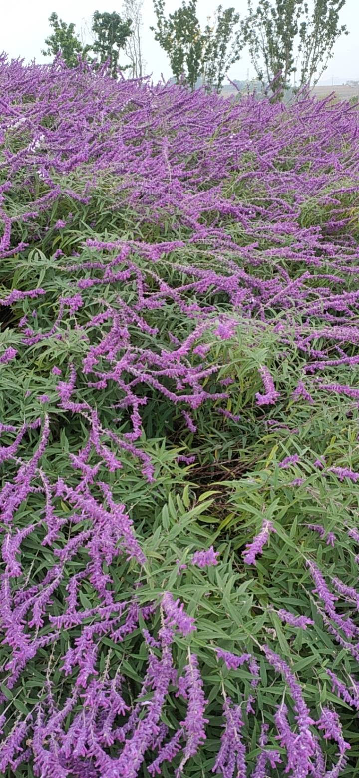 千屈菜，拉丁学名：Lythrum salicaria L.千屈菜科、千屈菜属多年生草本，根茎横卧于地下，粗壮；茎直立，多分枝，全株青绿色，略被粗毛或密被绒毛，枝通常具4棱。叶对生或三叶轮生，披针形或阔披针形，顶端钝形或短尖，基部圆形或心形，有时略抱茎，全缘，无柄。花组成小聚伞花序，簇生，因花梗及总梗极短，因此花枝全形似一大型穗状花序；苞片阔披针形至三角状卵形，三角形；附属体针状，直立，红紫色或淡紫色，倒披针状长椭圆形，基部楔形，着生于萼筒上部，有短爪，稍皱缩；伸出萼筒之外；子房2室，花柱长短不一。蒴果扁圆形。图片取自中国植物图库