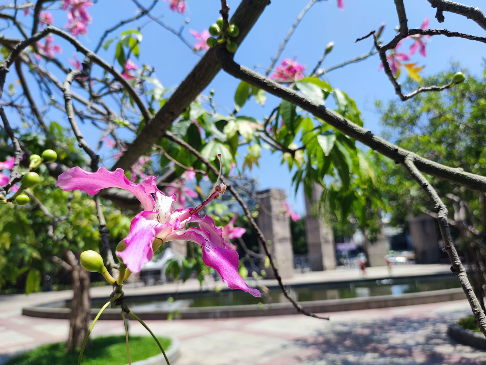 落叶乔木，高12-18米。树干挺拔，树皮绿色或绿褐色，光滑，韧皮纤维发达，具圆锥状尖刺（罕见无刺的），成年树下部膨大呈酒瓶状；大枝轮生，水平伸展或斜举，树冠伞形。
叶互生，掌状复叶，小叶3-7片，多为5片，倒卵状长椭圆形或椭圆形，中央小叶较大，长7-14厘米，上半部边缘有锯齿，先端突尖或渐尖，基部楔形。
花大，1-3朵腋生或数朵聚生枝端，略芳香；花萼杯状，绿色；花瓣5，粉红色或红色，基部黄色或白色带紫斑，也有全白色而内带黄色的，边缘波状而略反卷；花丝合生成雄蕊管，花药连成圆块状，花柱略伸出。蒴果纺锤形，内有棉毛；种子多数，近球形。花期10-12月，果5月成熟。
