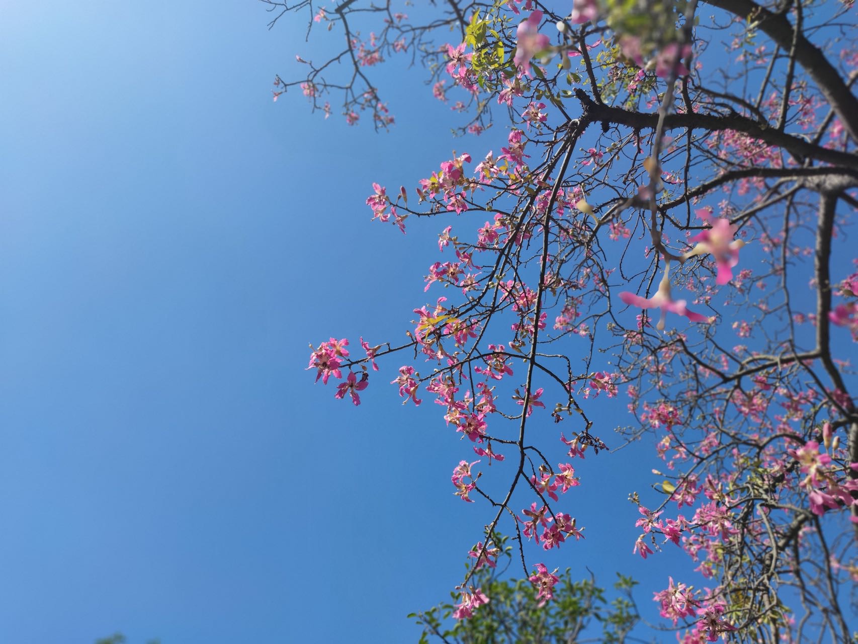 落叶乔木，高12-18米。树干挺拔，树皮绿色或绿褐色，光滑，韧皮纤维发达，具圆锥状尖刺（罕见无刺的），成年树下部膨大呈酒瓶状；大枝轮生，水平伸展或斜举，树冠伞形。
叶互生，掌状复叶，小叶3-7片，多为5片，倒卵状长椭圆形或椭圆形，中央小叶较大，长7-14厘米，上半部边缘有锯齿，先端突尖或渐尖，基部楔形。
花大，1-3朵腋生或数朵聚生枝端，略芳香；花萼杯状，绿色；花瓣5，粉红色或红色，基部黄色或白色带紫斑，也有全白色而内带黄色的，边缘波状而略反卷；花丝合生成雄蕊管，花药连成圆块状，花柱略伸出。蒴果纺锤形，内有棉毛；种子多数，近球形。花期10-12月，果5月成熟。
