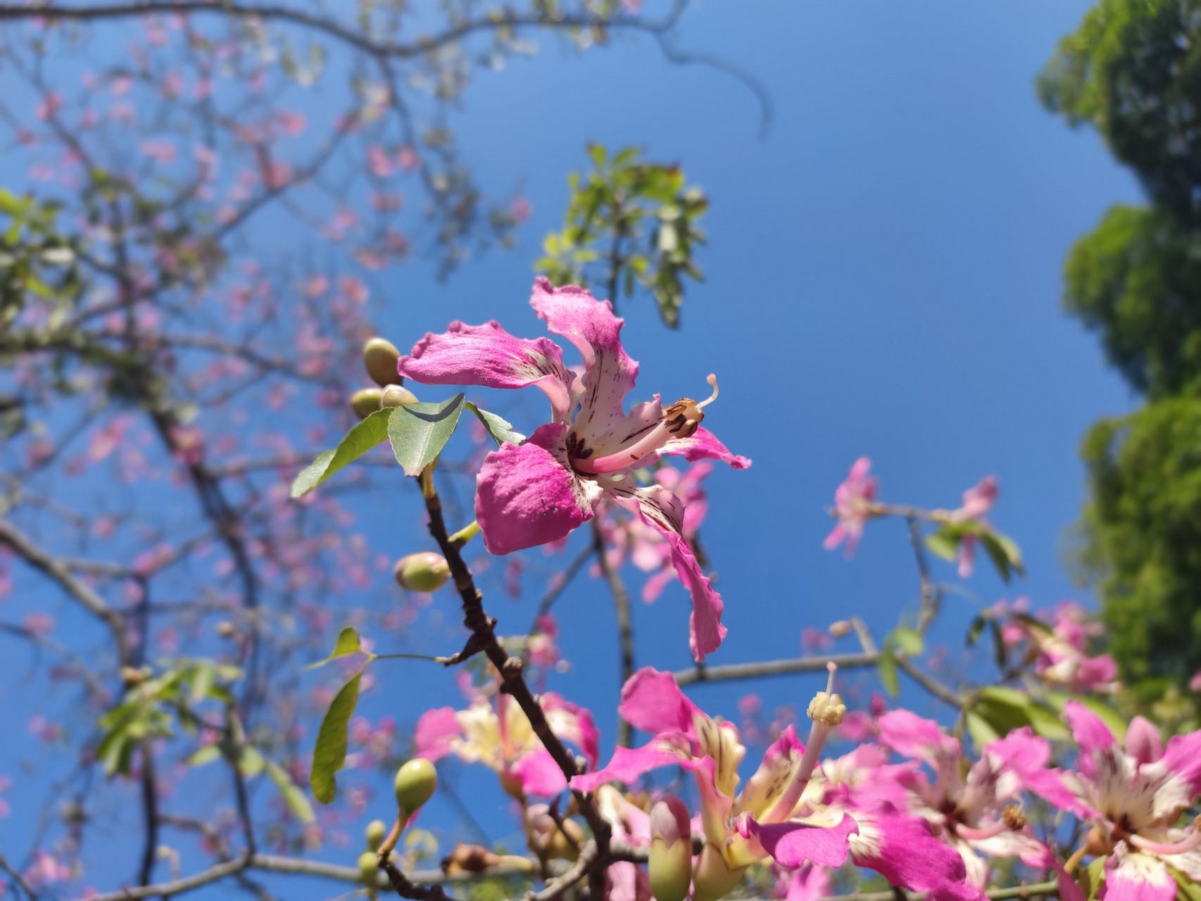 落叶乔木，高12-18米。树干挺拔，树皮绿色或绿褐色，光滑，韧皮纤维发达，具圆锥状尖刺（罕见无刺的），成年树下部膨大呈酒瓶状；大枝轮生，水平伸展或斜举，树冠伞形。
叶互生，掌状复叶，小叶3-7片，多为5片，倒卵状长椭圆形或椭圆形，中央小叶较大，长7-14厘米，上半部边缘有锯齿，先端突尖或渐尖，基部楔形。
花大，1-3朵腋生或数朵聚生枝端，略芳香；花萼杯状，绿色；花瓣5，粉红色或红色，基部黄色或白色带紫斑，也有全白色而内带黄色的，边缘波状而略反卷；花丝合生成雄蕊管，花药连成圆块状，花柱略伸出。蒴果纺锤形，内有棉毛；种子多数，近球形。花期10-12月，果5月成熟。
