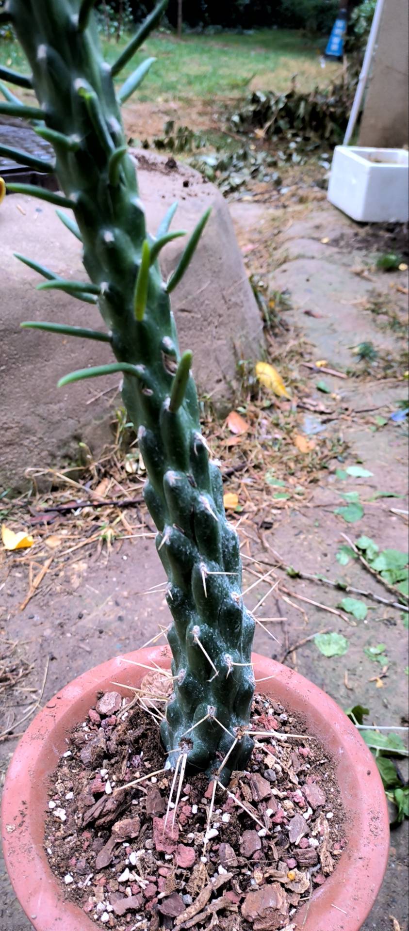 丛生肉质灌木，高（1-）1.5-3米。上部分枝宽倒卵形、倒卵状椭圆形或近圆形，长10-35（-40）厘米，宽7.5-20（-25）厘米，厚达1.2-2厘米，先端圆形，边缘通常不规则波状，基部楔形或渐狭，绿色至蓝绿色，无毛；小窠疏生，直径0.2-0.9厘米，明显突出，成长后刺常增粗并增多，每小窠具（1-）3-10（-20）根刺，密生短绵毛和倒刺刚毛；刺黄色，有淡褐色横纹，粗钻形，多少开展并内弯，基部扁，坚硬，长1.2-4（-6）厘米，宽1-1.5毫米；倒刺刚毛暗褐色，长2-5毫米，直立，多少宿存；短绵毛灰色，短于倒刺刚毛，宿存。叶钻形，长4-6毫米，绿色，早落。
花辐状，直径5-6.5厘米；花托倒卵形，长3.3-3.5厘米，直径1.7-2.2厘米，顶端截形并凹陷，基部渐狭，绿色，疏生突出的小窠，小窠具短绵毛、倒刺刚毛和钻形刺；萼状花被片宽倒卵形至狭倒卵形，长10-25毫米，宽6-12毫米，先端急尖或圆形，具小尖头，黄色，具绿色中肋；瓣状花被片倒卵形或匙状倒卵形，长25-30毫米，宽12-23毫米，先端圆形、截形或微凹，边缘全缘或浅啮蚀状；花丝淡黄色，长9-11毫米；花药长约1.5毫米，黄色；花柱长11-18毫米，直径1.5-2毫米，淡黄色；柱头5，长4.5-5毫米，黄白色。
浆果倒卵球形，顶端凹陷，基部多少狭缩成柄状，长4-6厘米，直径2.5-4厘米，表面平滑无毛，紫红色，每侧具5-10个突起的小窠，小窠具短绵毛、倒刺刚毛和钻形刺。
种子多数扁圆形，长4-6毫米，宽4-4.5毫米，厚约2毫米，边缘稍不规则，无毛，淡黄褐色。花期6-10（-12）月。
