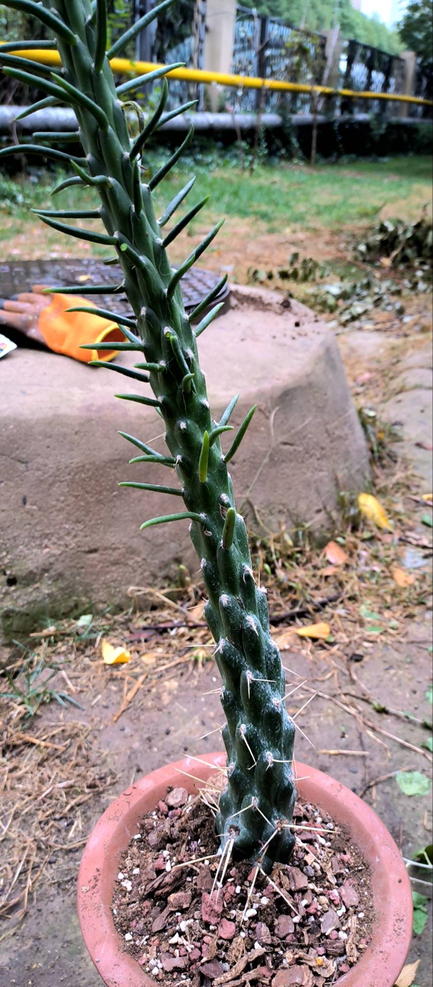 将军柱为仙人掌科仙人掌属下的一种，原产地秘鲁、阿根廷等国家。