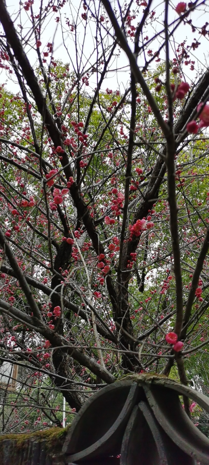 碧桃(学名：Amygdalus persica L.var.persica f.duplex Rehd.)：是植物桃的变种，属于观赏桃花类的半重瓣及重瓣品种，统称为碧桃。落叶小乔木，高可达8米，一般整形后控制在3-4米之间。树冠广卵形，树皮灰褐色。枝条红褐色，无毛。单叶椭圆状或披针形。花单生或两朵生于叶腋。花有单瓣、半重瓣和重瓣，春季先叶或与叶同时开放；花色有白、粉红、红和红白相间等色。碧桃性喜阳光，耐旱，不耐潮湿的环境。喜欢气候温暖的环境，耐寒性好，能在零下25摄氏度的自然环境安然越冬。碧桃花朵丰腴，色彩鲜艳丰富，花型多。常见的品种有红花绿叶碧桃、红花紫叶碧桃，白红双色洒金碧桃等多个变种。具有很高的观赏价值，在小区、公园、街道随处可见的美丽植物。原产中国，分布在西北、华北、华东、西南等地。世界各国多有引种栽培。(概述图片参考资料来源：)