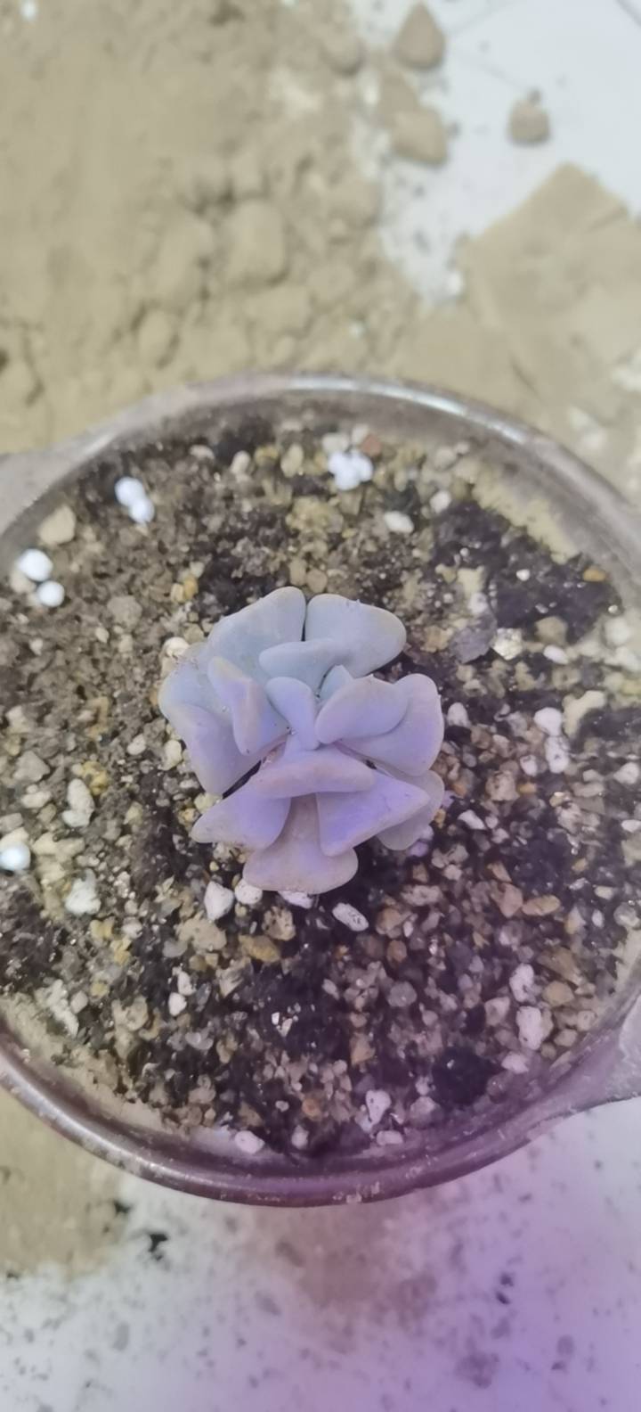 特玉莲(Echeveria runyonii ‘Topsy Turvy’)，又名特叶玉蝶，长生草亚科，景天科，拟石莲花属多年生多肉植物，鲁氏石莲花的变种。特玉莲是芽变产生的品种，其特色之处在于其叶尖中部明显向中心生长点处皱起。特玉莲叶形十分奇特，甚至花的形状也会有一定程度的扭曲。其原种(鲁氏石莲花)产于墨西哥的塔毛利帕斯州，而首个变异种产于美国的加利福尼亚州。由于在水族箱内栽培困难。对水质要求很高。除了要有酸性水质外。硬度必需很低。一定要有足够的二氧化碳供应。要求低PH、KH的环境。需要高量的光线(不理解。光线弱也很好啊)。对水质非常敏感。会因为水质改变而溶化。不过在适应后，就会慢慢恢复过来。市面上已有多种太阳草。十分美观漂亮。特玉莲株形独特，具有很大的观赏价值，适合摆放在茶几、电脑、案头等处点缀。