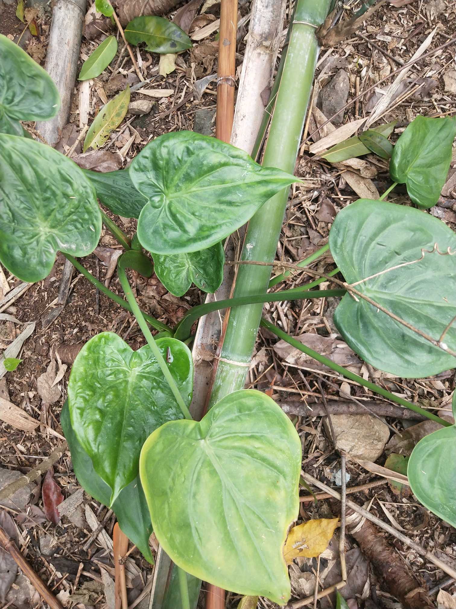 大型常绿草本植物，具匍匐根茎，有直立的地上茎，随植株的年龄和人类活动干扰的程度不同，茎高有不到10厘米的，也有高达3-5米的，粗10-30厘米，基部长出不定芽条。
叶多数，叶柄绿色或污紫色，螺状排列，粗厚，长可达1.5米，基部连鞘宽5-10厘米，展开；叶片亚革质，草绿色，箭状卵形，边缘波状，长50-90厘米，宽40-90厘米，有的长宽都在一米以上，后裂片联合1/5-1/10，幼株叶片联合较多；前裂片三角状卵形，先端锐尖，长胜于宽，I级侧脉9-12对，下部的粗如手指，向上渐狭；后裂片多少圆形，弯缺锐尖，有时几达叶柄，后基脉互交成直角或不及90度的锐角。
叶柄和中肋变黑色、褐色或白色。花序柄2-3枚丛生，圆柱形，长12-60厘米，通常绿色，有时污紫色。佛焰苞管部绿色，长3-5厘米，粗3-4厘米，卵形或短椭圆形；檐部蕾时绿色，花时黄绿色、绿白色，凋萎时变黄色、白色，舟状，长圆形，略下弯，先端喙状，长10-30厘米，周围4-8厘米
肉穗花序芳香，雌花序白色，长2-4厘米，不育雄花序绿白色，长（2.5-）5-6厘米，能育雄花序淡黄色，长3-7厘米；附属器淡绿色至乳黄色，圆锥状，长3-5.5厘米，粗1-2厘米，圆锥状，嵌以不规则的槽纹。浆果红色，卵状，长8-10毫米，粗5-8毫米，种子1-2。花期四季，但在密阴的林下常不开花。
