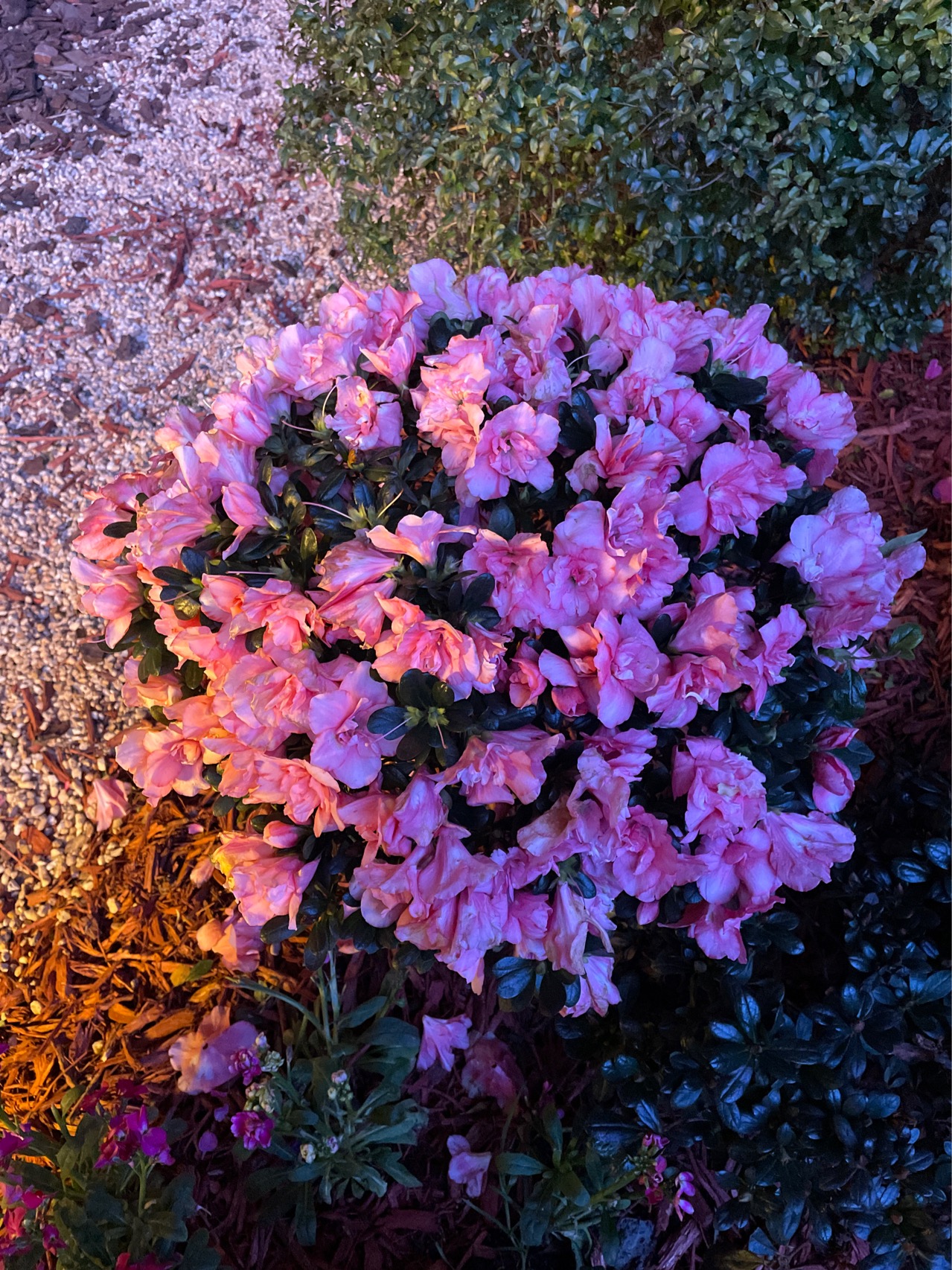 杜鹃(学名：Rhododendron simsii Planch.)：是双子叶植物纲、杜鹃花科、杜鹃属的常绿灌木、落叶灌木。又名映山红、山石榴。相传，古有杜鹃鸟，日夜哀鸣而咯血，染红遍山的花朵，因而得名。杜鹃花一般春季开花，每簇花2-6朵，花冠漏斗形，有红、淡红、杏红、雪青、白色等，花色繁茂艳丽。生于海拔500-1200(-2500)米的山地疏灌丛或松林下，为中国中南及西南典型的酸性土指示植物。该物种全株供药用：有行气活血、补虚，治疗内伤咳嗽，肾虚耳聋，月经不调，风湿等疾病。又因花冠鲜红色，为著名的花卉植物，具有较高的观赏价值，在世界各公园中均有栽培。中国江西、安徽、贵州以杜鹃花为省花，定为市花的城市多达七八个。1985年5月杜鹃花被评为中国十大名花之六。原产于东亚，生长在海拔500-2700米的高度。野生物种分布于中国、日本、老挝、缅甸和泰国。注：杜鹃花也是杜鹃属(Rhododendron)约960种植物的通称。(概述图参考资料：)