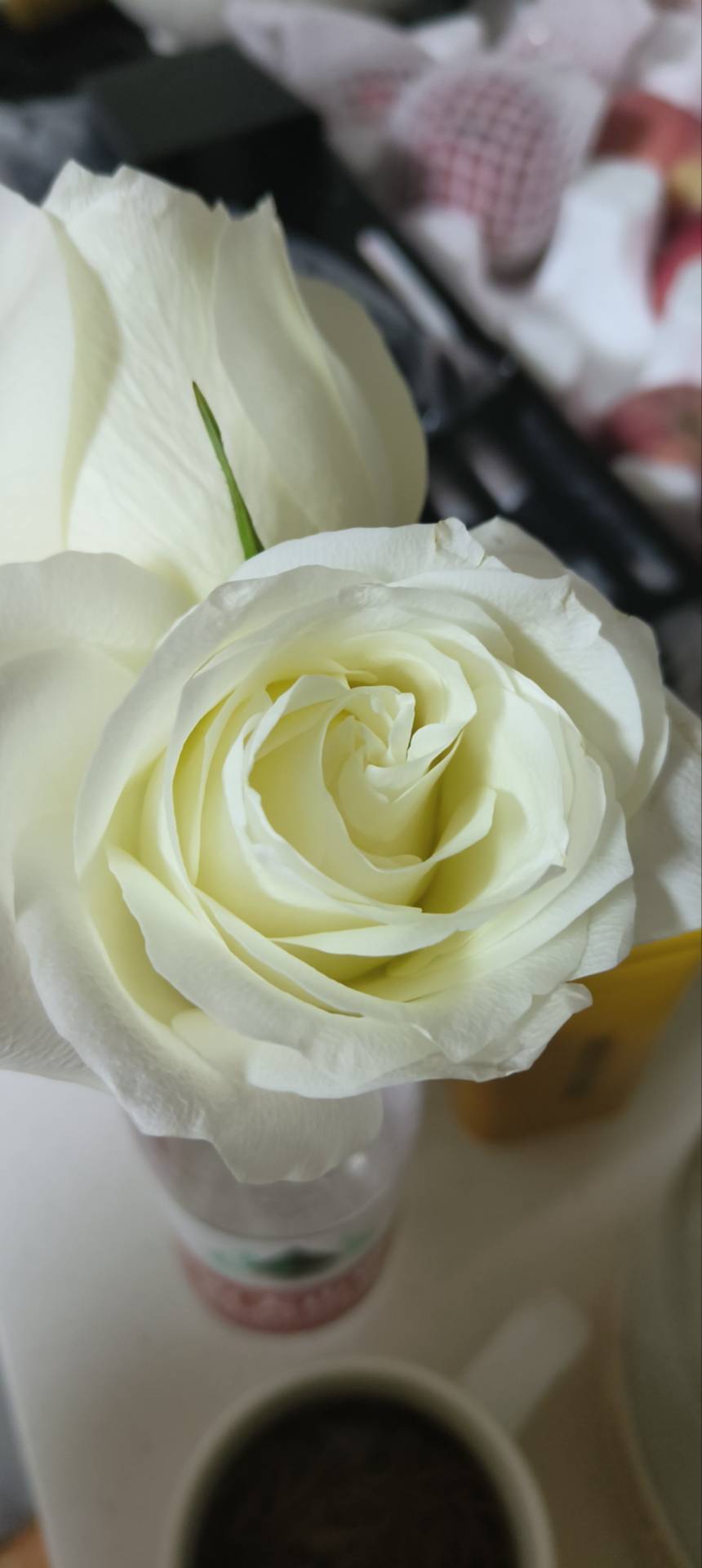 月季花(学名：Rosa chinensis Jacq.)：被称为花中皇后，又称“月月红”，是常绿、半常绿低矮灌木，四季开花﹐一般为红色﹐或粉色、偶有白色和黄色﹐可作为观赏植物，也可作为药用植物，亦称月季。有三个自然变种，现代月季花型多样，有单瓣和重瓣，还有高心卷边等优美花型；其色彩艳丽、丰富，不仅有红、粉、黄、白等单色，还有混色、银边等品种；多数品种有芳香。月季的品种繁多，世界上已有近万种，中国也有千种以上。自然花期4月-9月，花成大型，由内向外，呈发散型，有浓郁香气，可广泛用于园艺栽培和切花。月季的适应性强，耐寒、抗旱，不论地栽、盆栽均可，适用于美化庭院、装点园林、布置花坛、配植花篱、花架，月季栽培容易，可作切花，用于做花束和各种花篮，月季花朵可提取香精，并可入药。也有较好的抗真菌及协同抗耐药真菌活性。红色切花更成为情人间必送的礼物之一，并成为爱情诗歌的主题。中国是月季的原产地之一。月季花荣秀美，姿色多样，四时常开，深受人们的喜爱，中国有52个城市将它选为市花，1985年5月月季被评为中国十大名花第五名。(概述图片参考资料来源：)