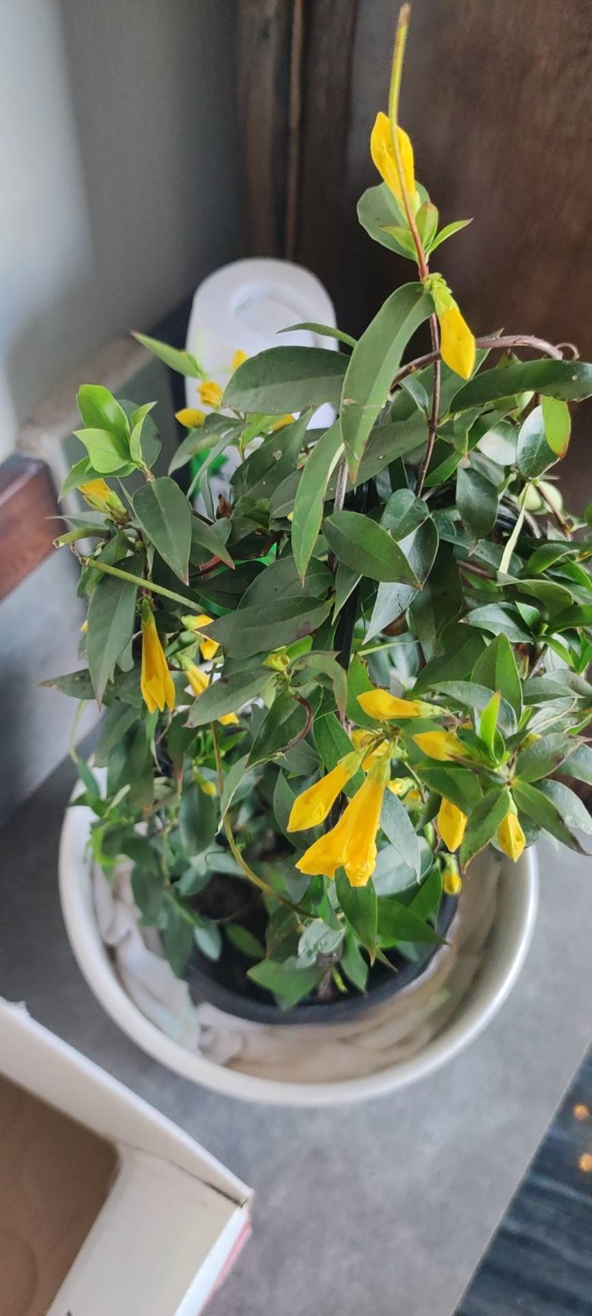 黄蝉(学名：Allemanda neriifolia Hook.)：常绿灌木，植株直立生长，高约 2米，盆栽一般控制在1米左右。叶3片至5片轮生，叶片椭圆形或倒披针状矩圆形，叶长5厘米至12厘米，宽1.5厘米至4厘米，被有短柔毛。聚伞花序，花朵金黄色，喉部有橙红色条纹，花冠阔漏斗形，有裂片5 枚，并向左或向右重叠，花冠基部膨大，内部着生雄蕊5枚。蒴果球形，有长刺。 花期5-6月。 原产美国南部及巴西，分布于热带美洲，中国为引入栽培。用于庭园绿化，植株浓密，叶色碧绿，花朵明快灿烂，非常醒目，适宜作大中型盆栽，装饰客厅、阳台、公园及商场、会场等大型室内空间，效果很好。