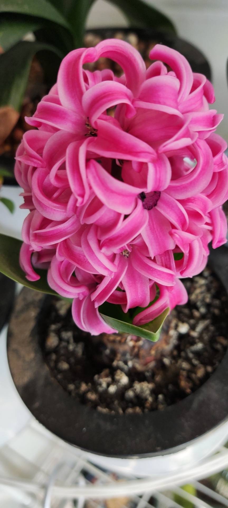 风信子是多年草本生球根类植物，鳞茎球形或扁球形，有膜质外皮，外被皮膜呈紫蓝色或白色等，皮膜颜色与花色成正相关。未开花时形如大蒜。叶4-9枚，狭披针形，肉质，基生，肥厚，带状披针形，具浅纵沟，绿色有光。花茎肉质，花葶高15-45厘米，中空，端着生总状花序；小花10-20朵密生上部，多横向生长，少有下垂，漏斗形，花被筒形，上部四裂，花冠漏斗状，基部花筒较长，裂片5枚。向外侧下方反卷。根据其花色，大致分为蓝色、粉红色、白色、鹅黄、紫色、黄色、绯红色、红色等八个品系。原种为浅紫色，具芳香。蒴果。花期早春，自然花期3-4月。
