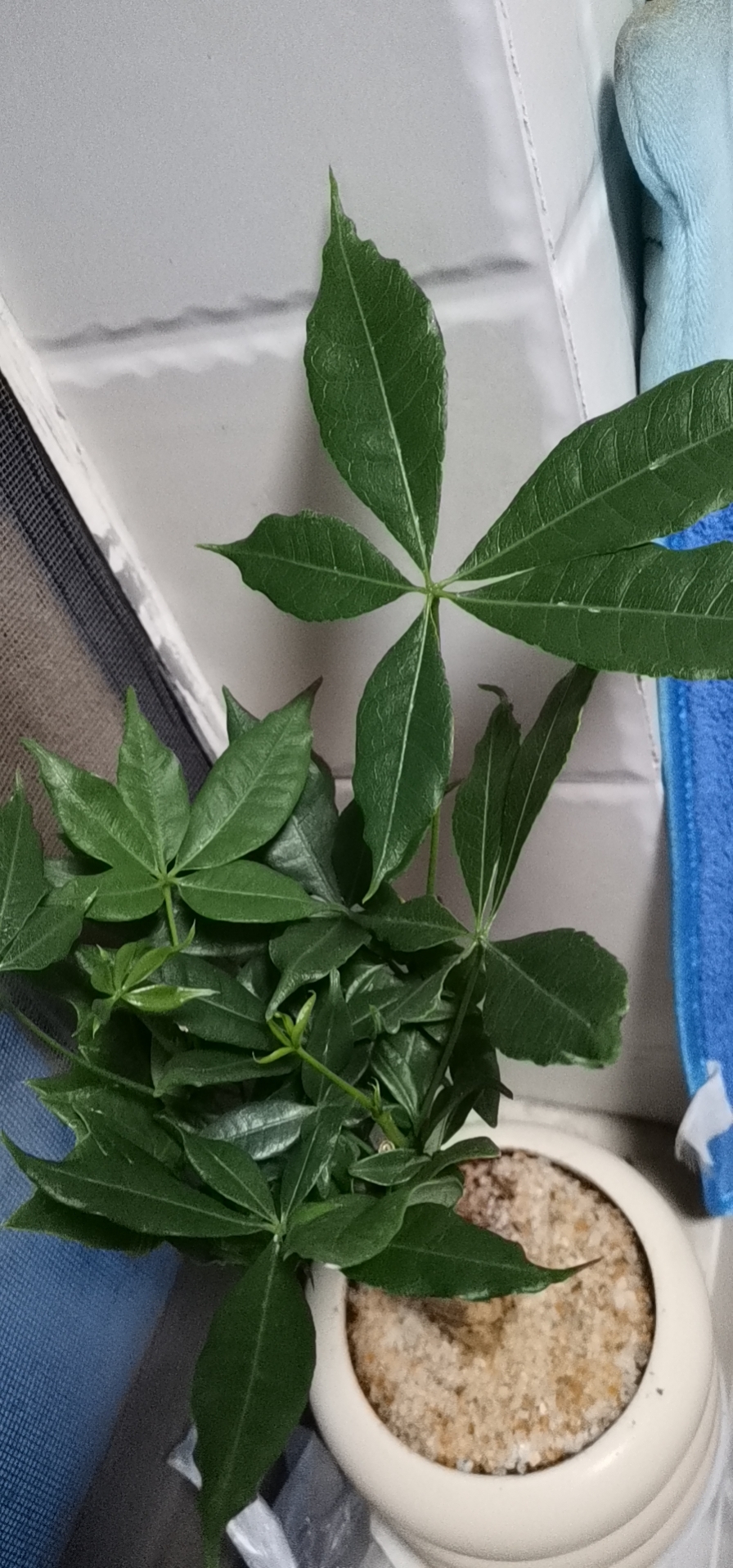 瓜栗(学名：Pachira aquatica Aublet)是木棉科、瓜栗属小乔木，高4-5米，最高可达14-23米，树冠较松散，幼枝栗褐色，无毛。小叶具短柄或近无柄，长圆形至倒卵状长圆形，。花单生枝顶叶腋；花梗粗壮，萼杯状，近革质；花瓣淡黄绿色，狭披针形至线形，上半部反卷；花丝下部黄色，向上变红色，花药狭线形，弧曲；花柱长于雄蕊，深红色。蒴果近梨形，果皮厚，木质，几黄褐色。瓜栗分布于美洲热带地区，中国华南植物园和西双版纳植物园有引种。瓜栗在原产地是河岸林或沼泽森的组成树种之一。在圭亚那的河岸林靠水的一侧，常自然形成带状的单种优势群落。瓜栗宜栽作大型道路的道旁绿化；点缀园林草坪和美化机关庭院、校园等。果皮未熟时可食，种子可炒食。种子、树皮、叶子有药用价值。木材重量轻，纤维质，柔软，耐用性低。本品仅用于制造盒子和火柴等低质用途，适用于造纸。列入《世界自然保护联盟濒危物种红色名录》(IUCN 2018年 ver 3.1)——无危(LC)。(概述图参考来源：)