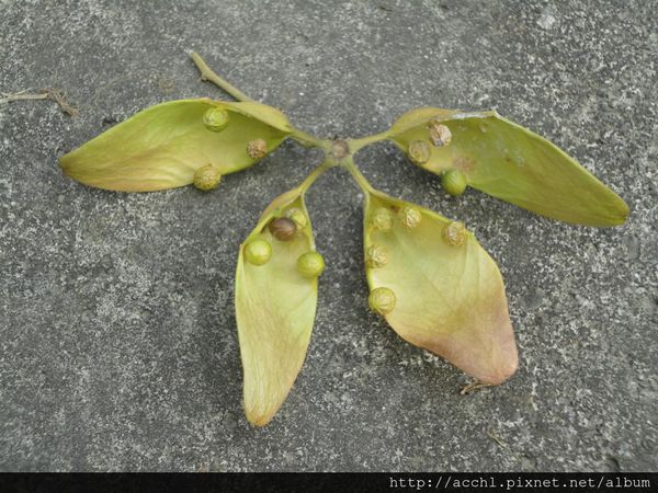 梧桐，高达15到20米，胸径50cm；树干挺直，光洁，分枝高；树皮绿色或灰绿色，平滑，常不裂。小枝粗壮，绿色，芽鳞被锈色柔毛，株高10～20公尺，树皮乳光滑，片状剥落；嫩枝有黄褐色绒毛；老枝光滑，红褐色。
叶大，阔卵形，宽10～22公分，长10～21公分，3～5裂至中部，长比宽略短，基部截形、阔心形或稍呈楔形，裂片宽三角形，边缘有数个粗大锯齿，上下两面幼时被灰黄色绒毛，后变无毛；叶柄长3～10公分，密被黄褐色绒毛；托叶长1～1.5公分，基部鞘状，上部开裂。
圆锥花序长约20厘米，被短绒毛；花单性，无花瓣；萼管长约2毫米，裂片5，条状披针形，长约10毫米，外面密生淡黄色短绒毛；雄花的雄蕊柱约与萼裂片等长，花药约15生雄蕊柱顶端；雌花的雌蕊具柄5，心皮的子房部分离生，子房基部有退化雄蕊。蓇葖，在成熟前即裂开，纸质，长7-9.5厘米；蓇葖果，种子球形，分为5个分果，分果成熟前裂开呈小艇状，种子生在边缘。
果枝有球形果实，通长2个，常下垂，直径约2.5～3.5公分。小坚果长约0.9公分，基部有长毛。花期5月，果期9～10月。种子4-5，球形。种子在未成熟期时成球成青色，成熟后橙红色。[1-2]
