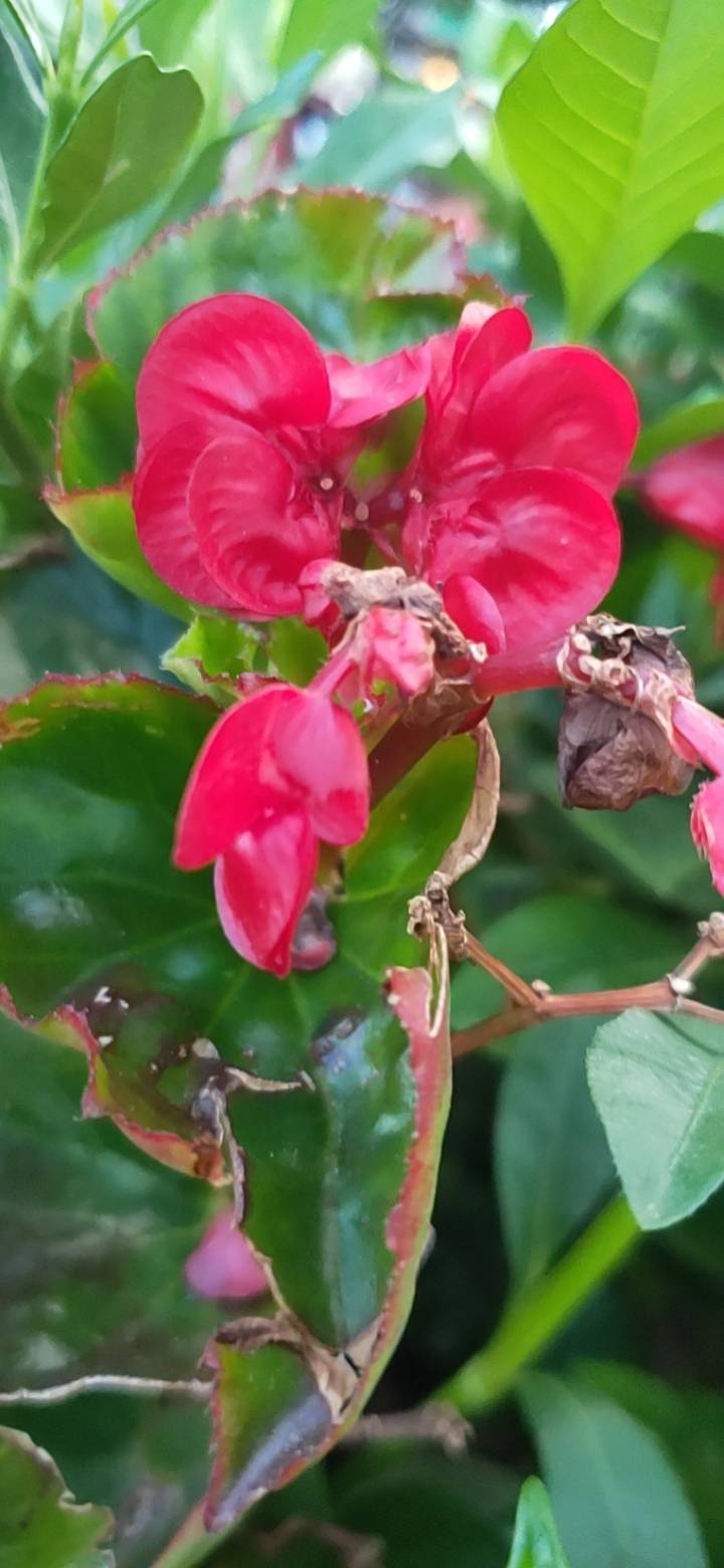 四季海棠，中药名。为秋海棠科植物四季海棠Begonia semperflorens Link et Otto的花和叶。我国各地有栽培。具有清热解毒之功效。常用于疮疖。