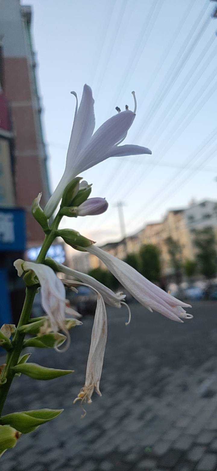 玉簪(Hosta plantaginea (Lam.) Aschers.)是天门冬科玉簪属的多年生宿根植物。叶基生，成簇，卵状心形、卵形或卵圆形。花葶高40—80厘米，具几朵至十几朵花；花单生或2—3朵簇生，长10—13厘米，白色，芳香。蒴果圆柱状，有三棱。花果期8—10月。“玉簪”之名，据传是由于它那洁白如玉的花朵极似中国古代妇女发髻上的簪子的缘故，故名玉簪。原产于日本，现在中国四川，湖南等地都有种植，多采用分株繁殖，亦可播种。玉簪属于典型的阴性植物，喜阴湿环境，受强光照射则叶片变黄，生长不良，喜肥沃、湿润的沙壤土，性耐寒，中国大部分地区均能在露地越冬，忌日光暴晒。《本草纲目拾遗》记载玉簪的根味甘、淡，性微寒，具有消肿、解毒、止血的药效。此外，玉簪可用于树下作地被植物，或植于岩石园或建筑物北侧，也可在林缘、石头旁、水边种植，其姿态清秀，为中国庭院中的传统香花。