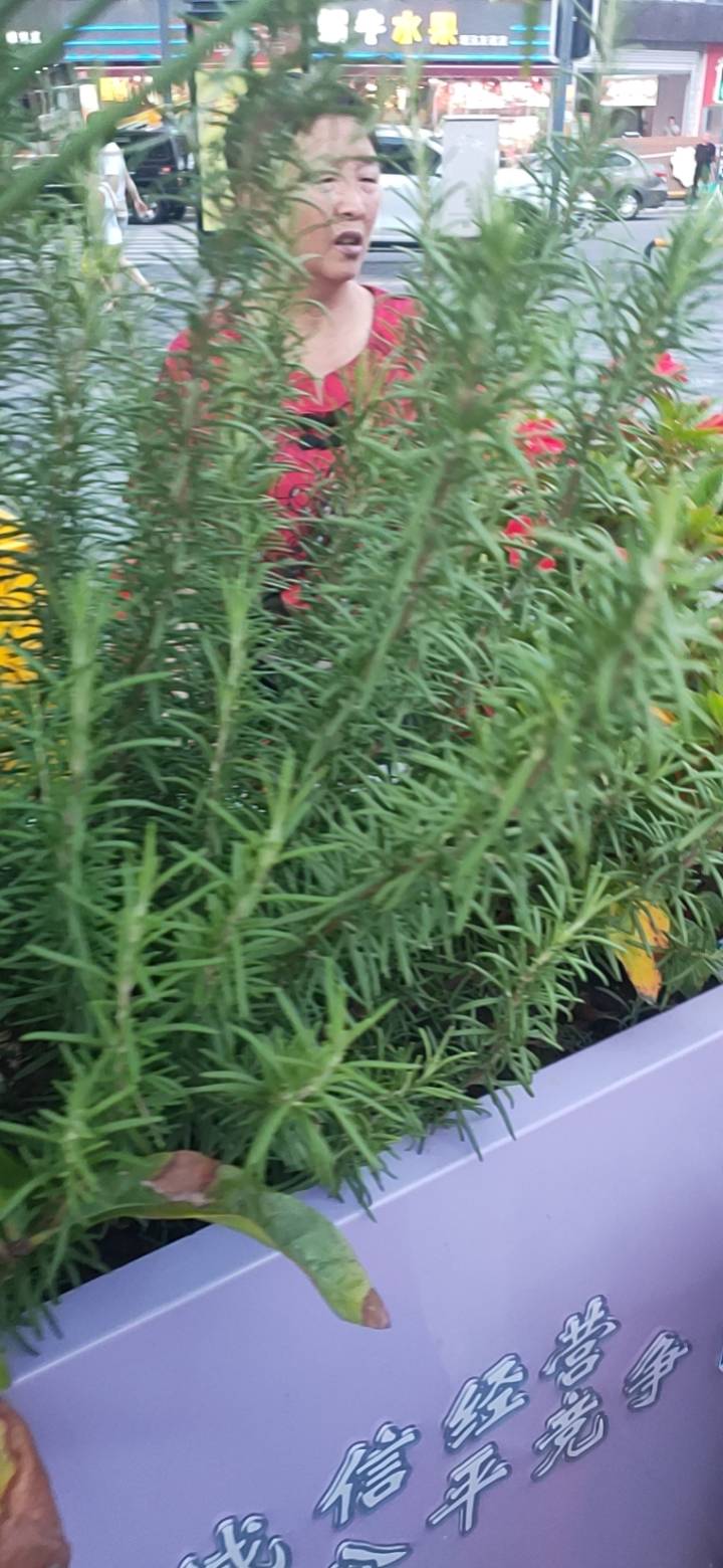 迷迭香(Rosmarinus officinalis L.)，属唇形科迷迭香属多年生常绿亚灌木。幼枝呈四棱形，密被白色星状细绒毛；老枝呈网柱形，褐色；迷迭香叶片背部呈深绿色、平滑；叶片腹面呈银白色，有细小绒毛，有鳞腺；茎呈圆柱形，皮层暗灰色；叶常常在枝上丛生，有极短的柄或无柄，叶片线形；花萼呈卵状钟形，花冠蓝紫色。迷迭香主要品种有：欧洲迷迭香、白鹃迷迭香、圣巴巴拉迷迭香、阔叶迷迭香、大粉红迷迭香、蓝色塞福克迷迭香、黄斑迷迭香等。迷迭香原产于北非地中海沿岸、欧洲等地。曹魏时期引入中国，现在中国各地均有引种栽培。迷迭香不耐涝，雨水过多的月份苗发黄落叶；耐寒性较差，中国北方寒冷地区冬季应覆土护根；喜欢阳光，也能在半阴的环境中生长，室内窗台是放置迷迭香的最佳场合。迷迭香是一种名贵的天然香料植物，在生长季节会散发一种清香气味。其花和嫩枝提取的芳香油，可用于调配空气清洁剂、香水、香皂等化妆品原料。民间经验认为迷迭香叶具有驱风、解痉、利胆、通经等功效；中医理论认为迷迭香具有发汗，健脾，安神，止痛的功效。