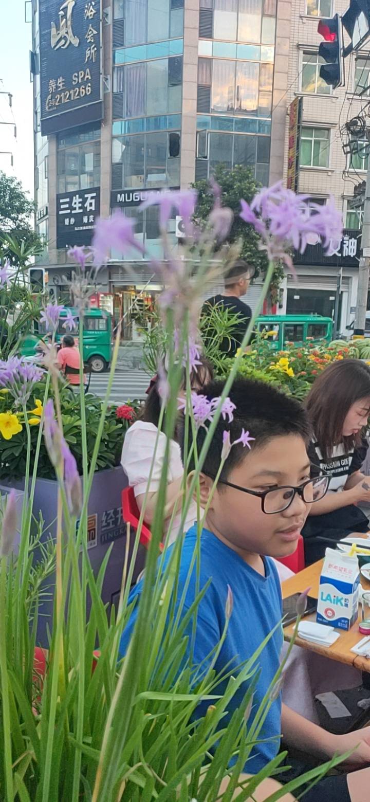 紫娇花是石蒜科紫娇花属的多年生草本植物。植株呈小鳞茎球形；基生叶长条形而先端渐尖；花茎直立，淡紫色球状伞形花序；蒴果为三角形，内含黑色种子；花、果期几乎为全年，夏、秋为盛期。紫娇花原产南非，中国江苏地区有大面积引种，世界各地也都有栽培。喜光，全日照最佳；耐热且对土壤要求不严，但肥沃而排水良好的沙壤土或壤土为宜。一般繁殖方式有分球、鳞片或播种。李时珍说“其根煮食、糟藏、醋浸皆宜”。其味辛、苦，性温、滑，无毒，主治胸痹心痛，赤白痢疾、发热、高血压等病，也可和中国韭菜一同食用，炒、凉拌、做汤等均可，起到调味增味、增强免疫功能，并有降毒驱虫，防霉保鲜的作用。园林中通常成片种植，适宜作花境中景，或作地被植于林缘或草坪中。