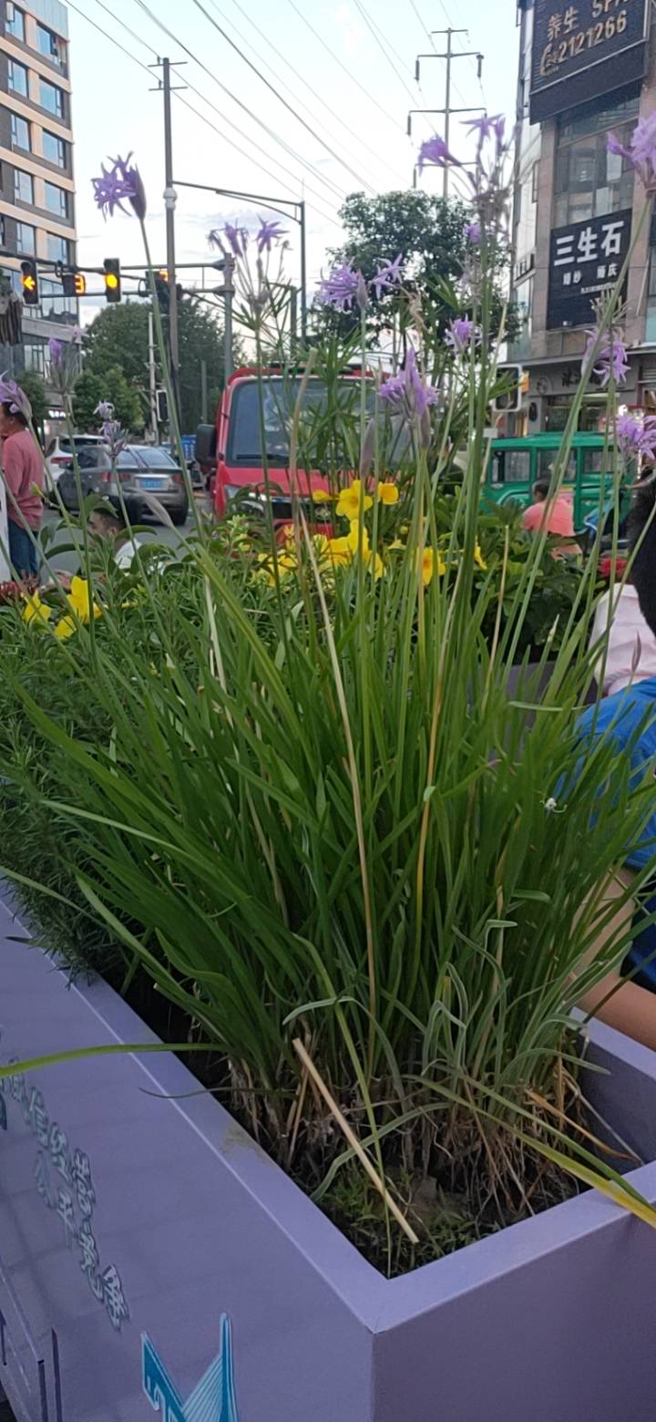 菖蒲(Acorus calamus L.)，天南星科菖蒲属多年生草本植物。其根茎横走，稍扁，分枝，黄褐色，芳香；叶基生，向上渐窄，脱落；叶片剑状线形，基部对褶，中部以上渐窄，草质，绿色，光亮；花序梗二棱形，叶状佛焰苞剑状线形，肉穗花序斜上或近直立，圆柱形；浆果长圆形，成熟时红色；花期6～9月，果期8～10月。“菖蒲，乃蒲类之昌盛者，故曰菖蒲。”菖蒲原产于中国云南，在北半球温带、亚热带均有分布，在国外主要分布于锡金、孟加拉、印度、斯里兰卡，在中国主要分布在长江流域及其以南各地。菖蒲生于池塘、湖泊岸边浅水区，主要集中于海拔2600米以下的水边、沼泽湿地或湖泊浮岛上；喜温暖、湿润和阳光充足的环境；耐寒；宜在富含腐殖质、水分充足的土壤中种植；可利用种子进行繁殖。菖蒲的干燥根茎可以入药，具有温胃、消炎止痛之功效，可用于治疗一些病症，外用可敷疮疥，在《纲目》中有记载。兽医一般用菖蒲全草治牛脑胀病、肚胀病、百叶胃病等。从唐宋起，古人便开始流行植菖，将菖蒲当作案头清供，与兰花、水仙、菊花并称为“花草四雅”。菖蒲是中国传统文化中可防疫驱邪的灵草，古时端午节，百姓常喝菖蒲酒、带装有菖蒲的香囊，以补体强身、驱虫、避瘟、防病。