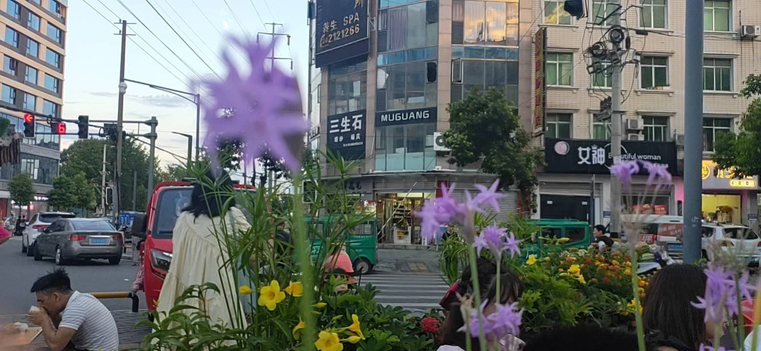 紫娇花是石蒜科紫娇花属的多年生草本植物。植株呈小鳞茎球形；基生叶长条形而先端渐尖；花茎直立，淡紫色球状伞形花序；蒴果为三角形，内含黑色种子；花、果期几乎为全年，夏、秋为盛期。紫娇花原产南非，中国江苏地区有大面积引种，世界各地也都有栽培。喜光，全日照最佳；耐热且对土壤要求不严，但肥沃而排水良好的沙壤土或壤土为宜。一般繁殖方式有分球、鳞片或播种。李时珍说“其根煮食、糟藏、醋浸皆宜”。其味辛、苦，性温、滑，无毒，主治胸痹心痛，赤白痢疾、发热、高血压等病，也可和中国韭菜一同食用，炒、凉拌、做汤等均可，起到调味增味、增强免疫功能，并有降毒驱虫，防霉保鲜的作用。园林中通常成片种植，适宜作花境中景，或作地被植于林缘或草坪中。