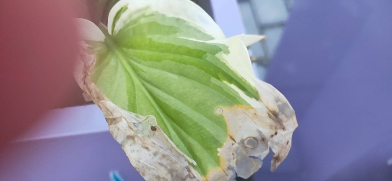 玉簪(Hosta plantaginea (Lam.) Aschers.)是天门冬科玉簪属的多年生宿根植物。叶基生，成簇，卵状心形、卵形或卵圆形。花葶高40—80厘米，具几朵至十几朵花；花单生或2—3朵簇生，长10—13厘米，白色，芳香。蒴果圆柱状，有三棱。花果期8—10月。“玉簪”之名，据传是由于它那洁白如玉的花朵极似中国古代妇女发髻上的簪子的缘故，故名玉簪。原产于日本，现在中国四川，湖南等地都有种植，多采用分株繁殖，亦可播种。玉簪属于典型的阴性植物，喜阴湿环境，受强光照射则叶片变黄，生长不良，喜肥沃、湿润的沙壤土，性耐寒，中国大部分地区均能在露地越冬，忌日光暴晒。《本草纲目拾遗》记载玉簪的根味甘、淡，性微寒，具有消肿、解毒、止血的药效。此外，玉簪可用于树下作地被植物，或植于岩石园或建筑物北侧，也可在林缘、石头旁、水边种植，其姿态清秀，为中国庭院中的传统香花。