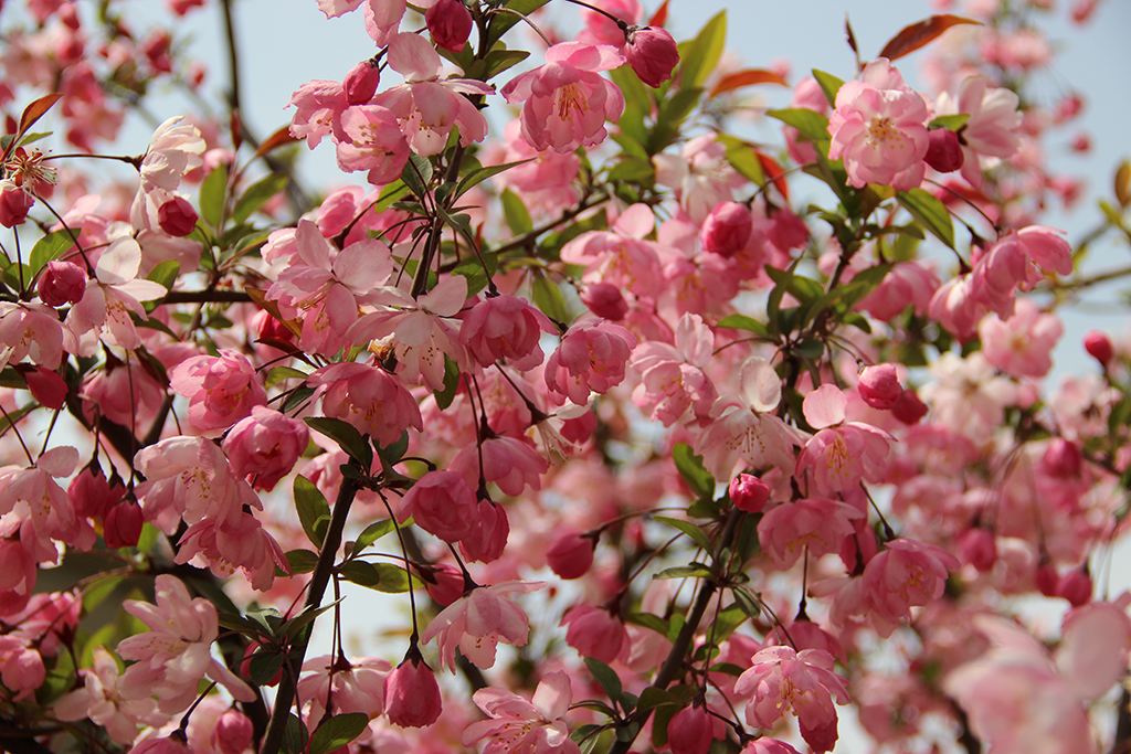 垂絲海棠malus halliana koehne (1890)--愛鑑花 智能清新生活