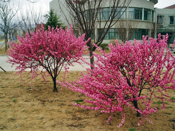 重瓣榆叶梅花期图片