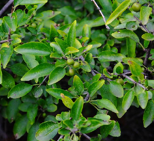 朴樹celtis sinensis pers.植物百科