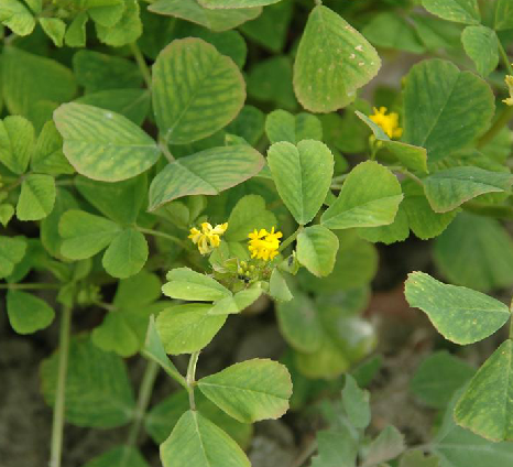 天蓝苜蓿medicago lupulina l.--爱鉴花 智能清新生活