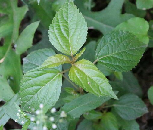 鐵莧菜acalypha australis l.--愛鑑花 智能清新生活