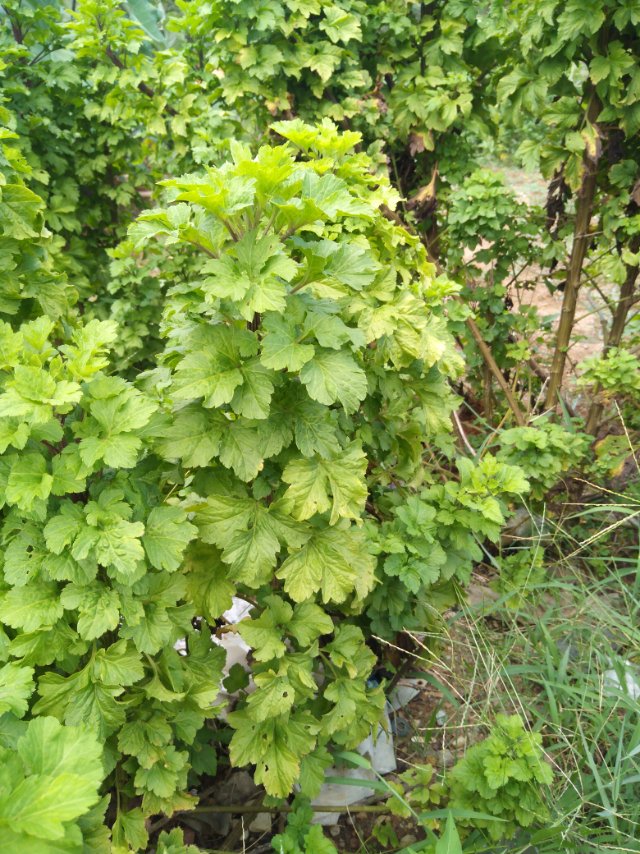 鸡树条viburnum opulus linn var calvescens (rehd) hara f