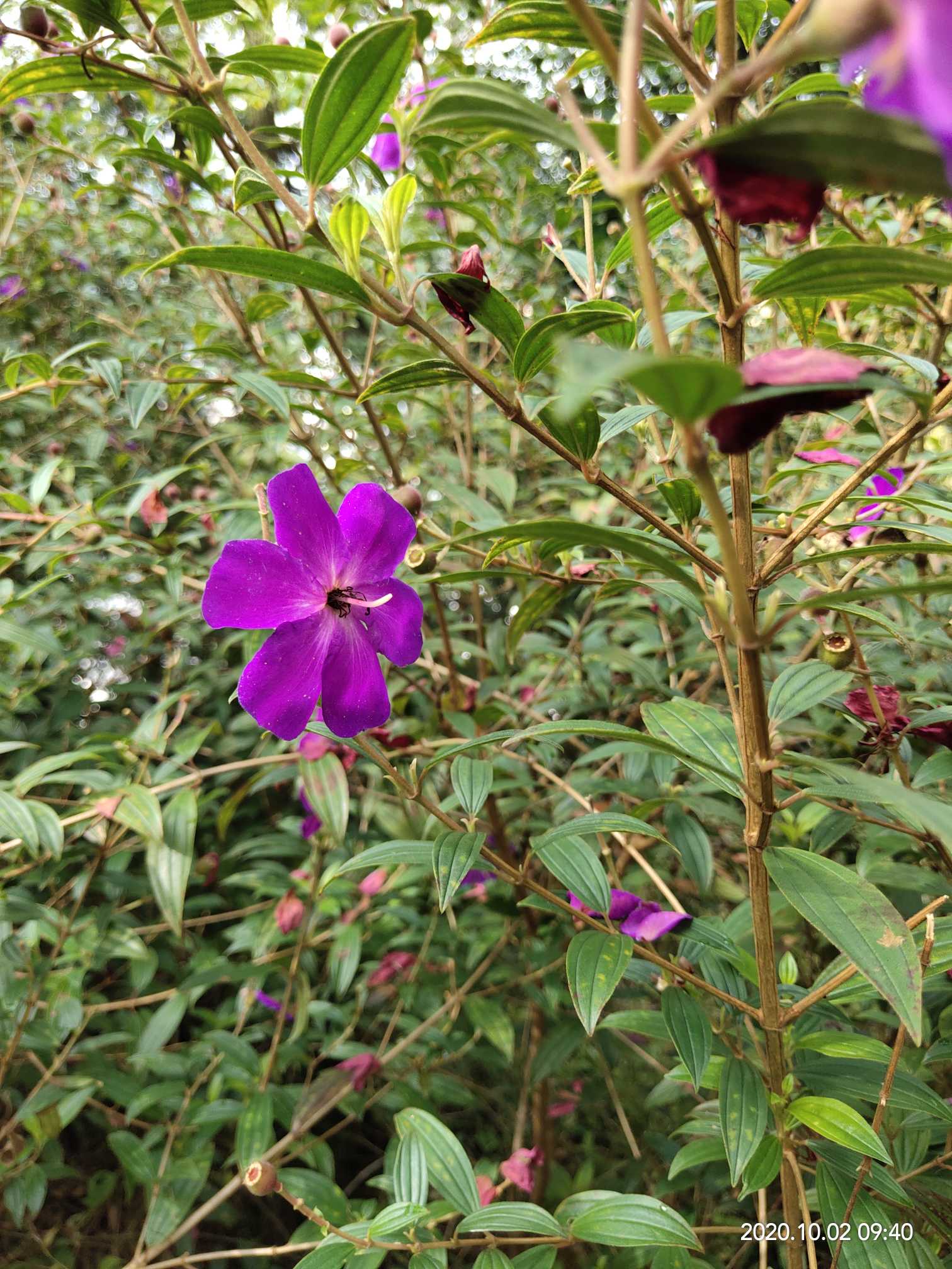 角茎野牡丹melastomataceae Juss 17 爱鉴花智能清新生活