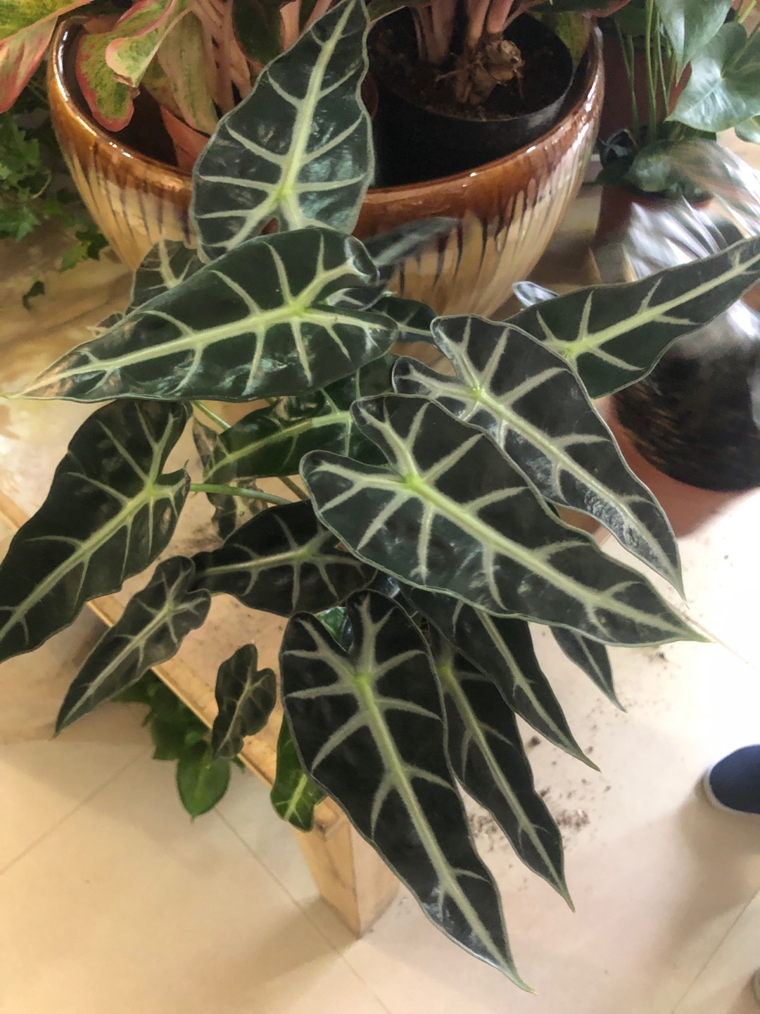 黑叶观音莲alocasia Amazonica 爱鉴花智能清新生活