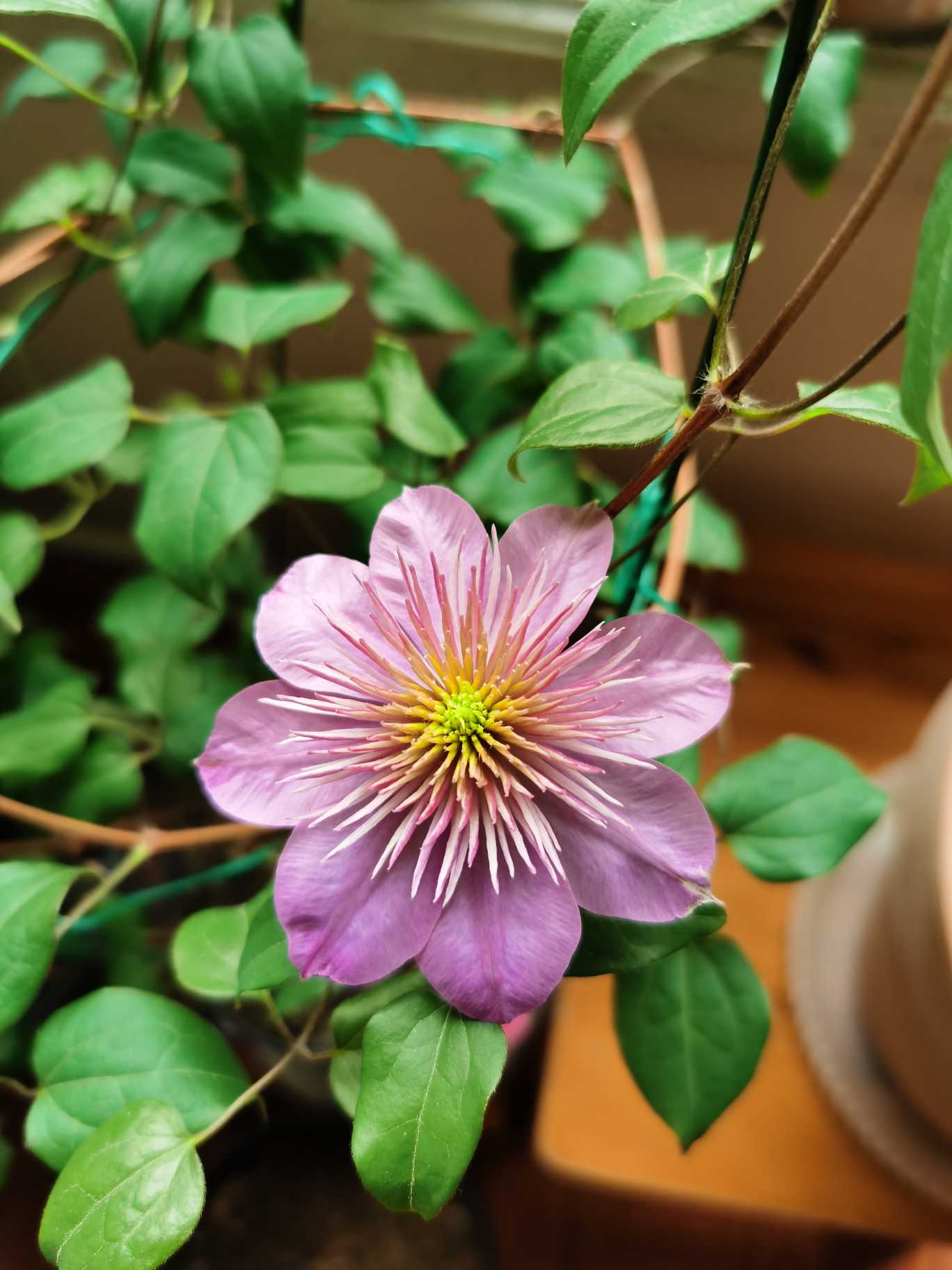 爱鉴花 智能清新生活