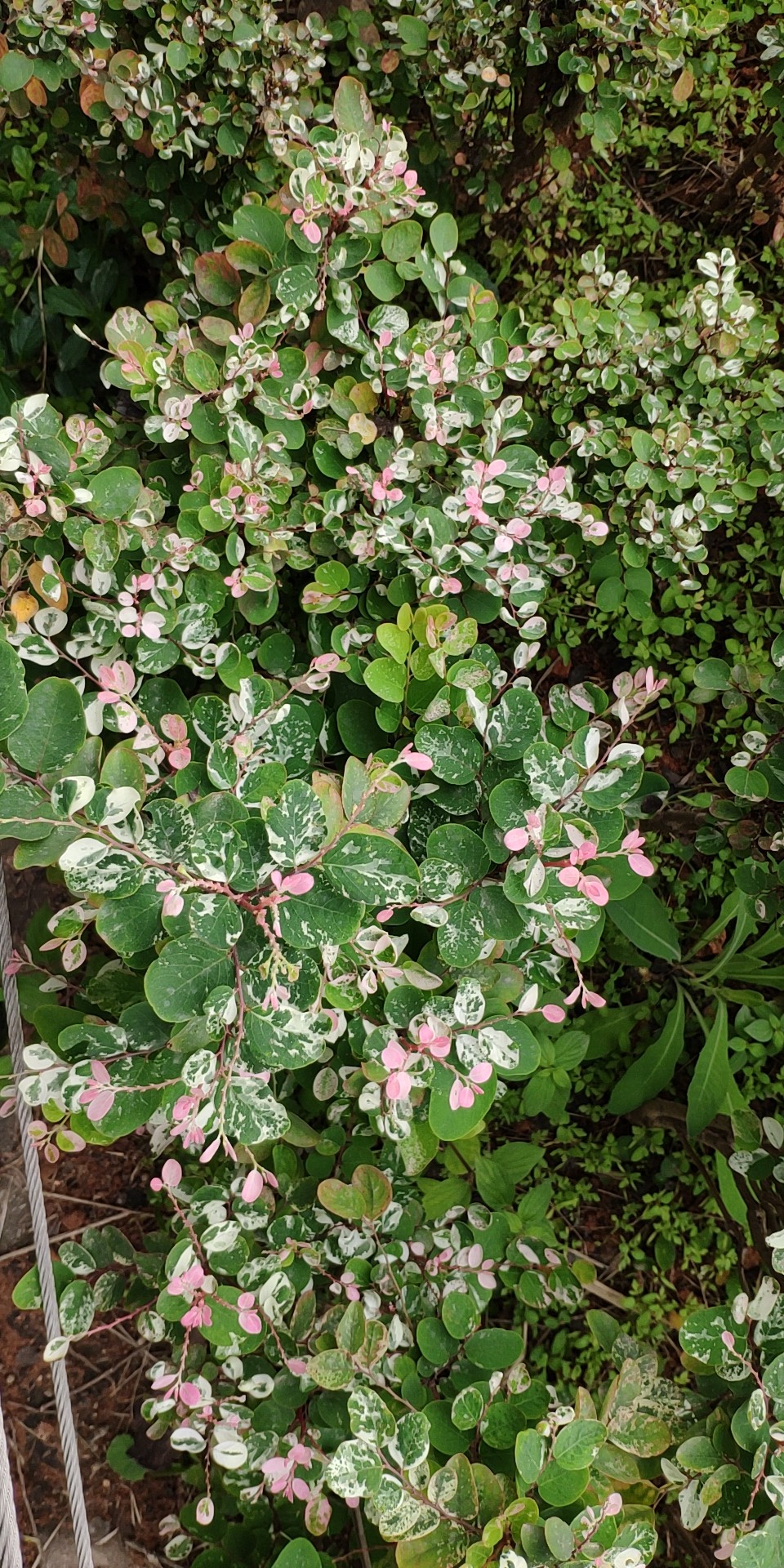 雪花木图片图片