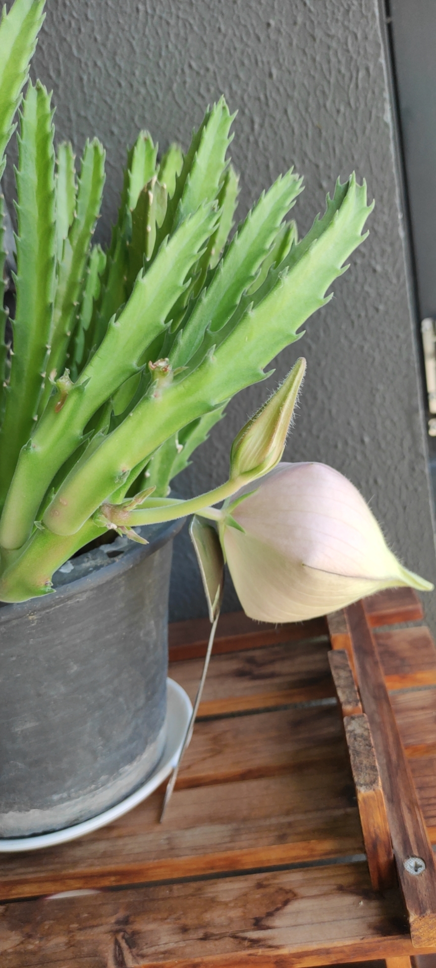 大花犀角stapelia grandiflora mass